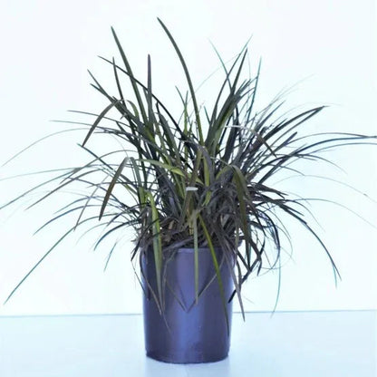 Ophiopogon 'Black Mondo' Plant, 3-pack
