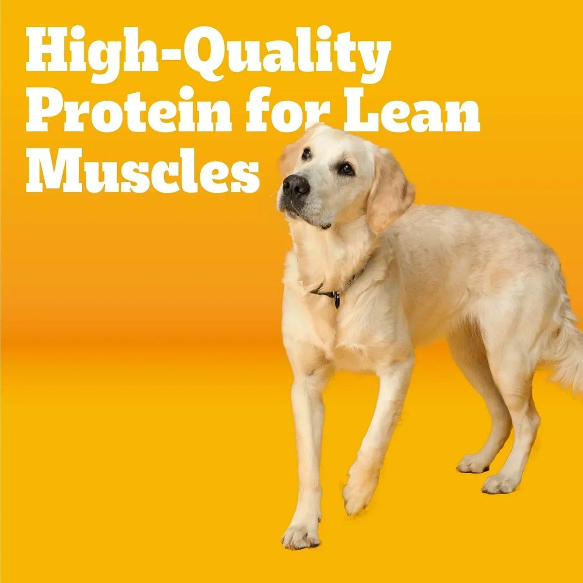 Pedigree Adult Dry Dog Food Roasted Chicken & Vegetable Flavor With Bacon Flavored Bites