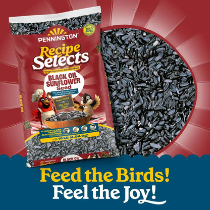 Pennington Recipe Selects Black Oil Sunflower Seed Dry Wild Bird Feed, Bird Food, 1 Pack