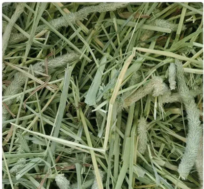 Standlee PremiYum Western Timothy Grass Hay Small Animal Food for Rabbits, Guinea Pigs, and Chinchillas, 9 lb. Box