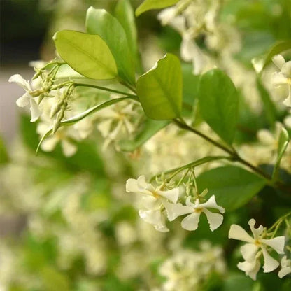 Star Jasmine Flowering Plant 3 Gallon, 2-pack