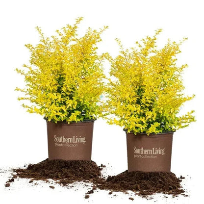 Sunshine Ligustrum, 2-pack