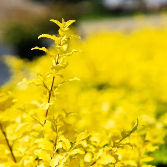 Sunshine Ligustrum, 2-pack