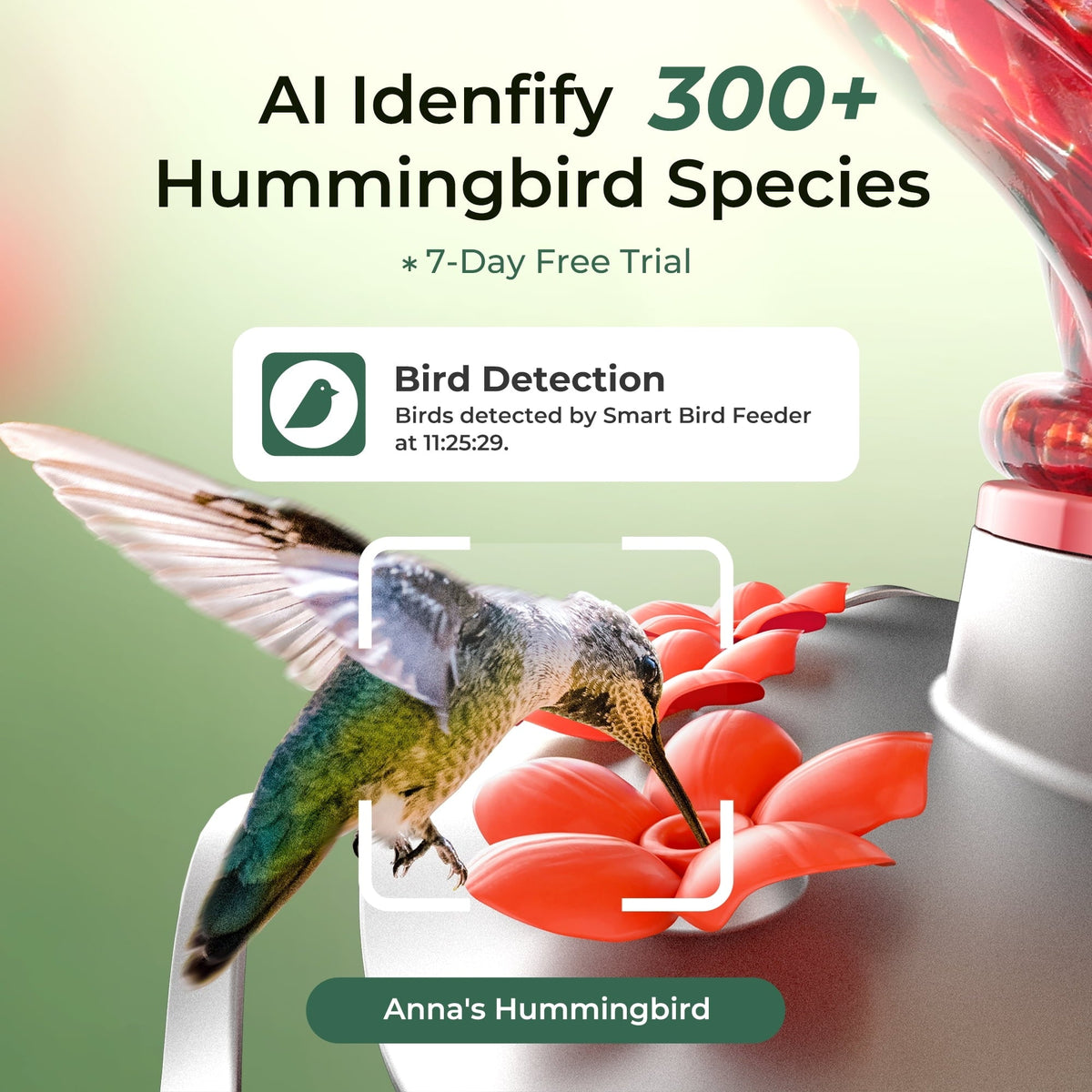 TT Nature Smart Glass Hummingbird Feeder with Camera, 2K HD Video Solar Powered , AI Bird Identification, Ant Moat & Water Monitor, Ideal Gift