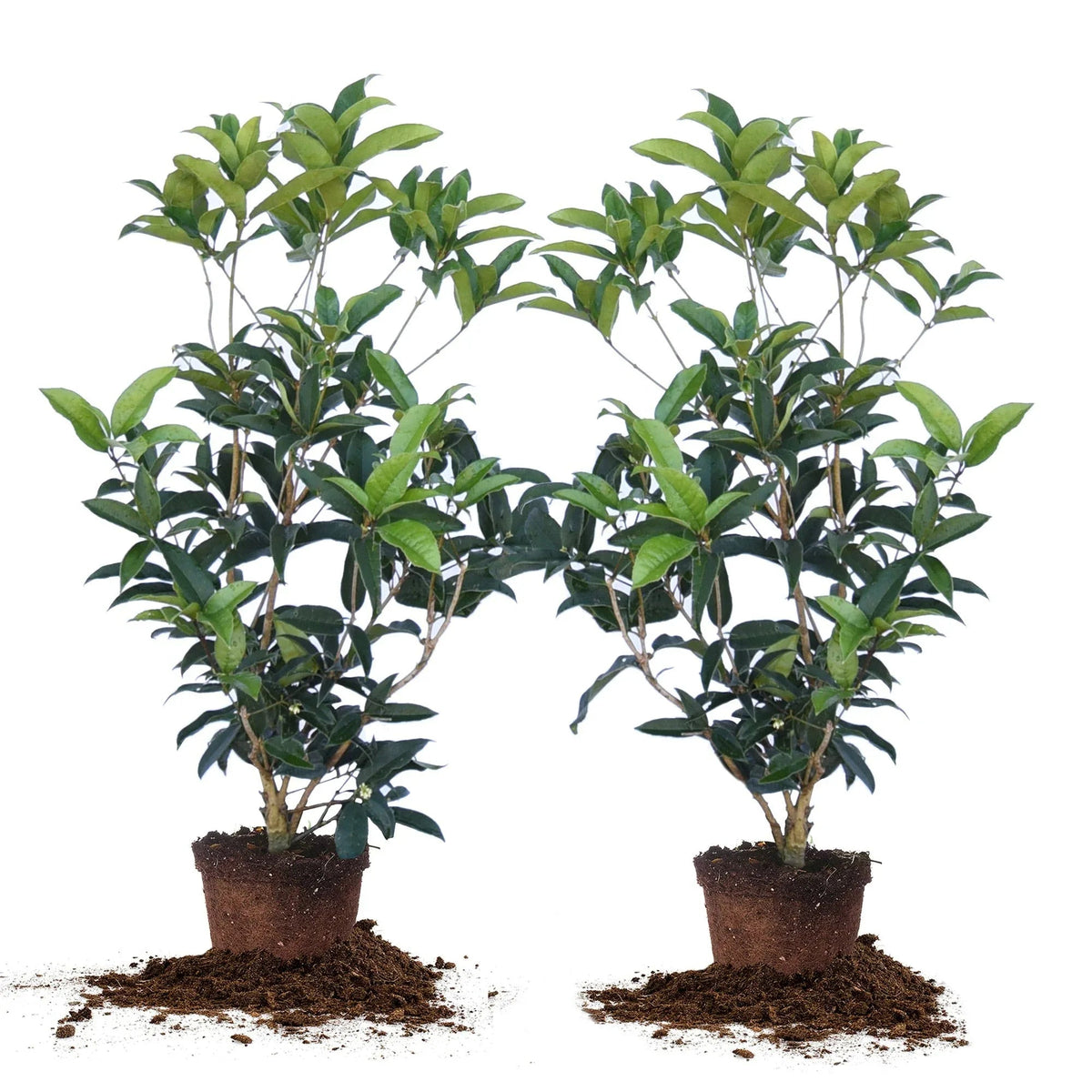 Tea Olive Flowering Shrub Plant, 2-pack