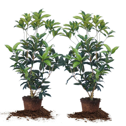 Tea Olive Flowering Shrub Plant, 2-pack