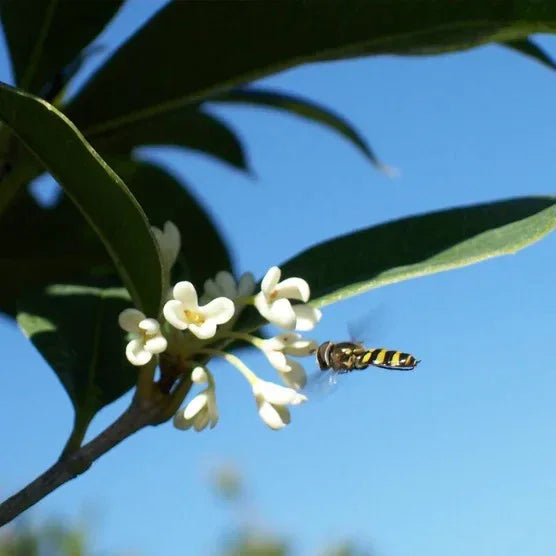 Tea Olive Flowering Shrub Plant, 2-pack