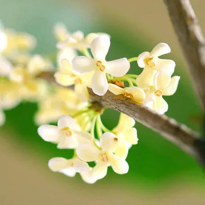 Tea Olive Flowering Shrub Plant, 2-pack