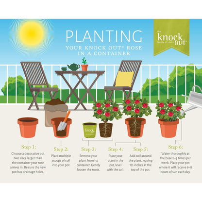 The Knock Out® Family of Roses 'The Pink Double Knock Out® Rose' Live Shrub in Grower Pot