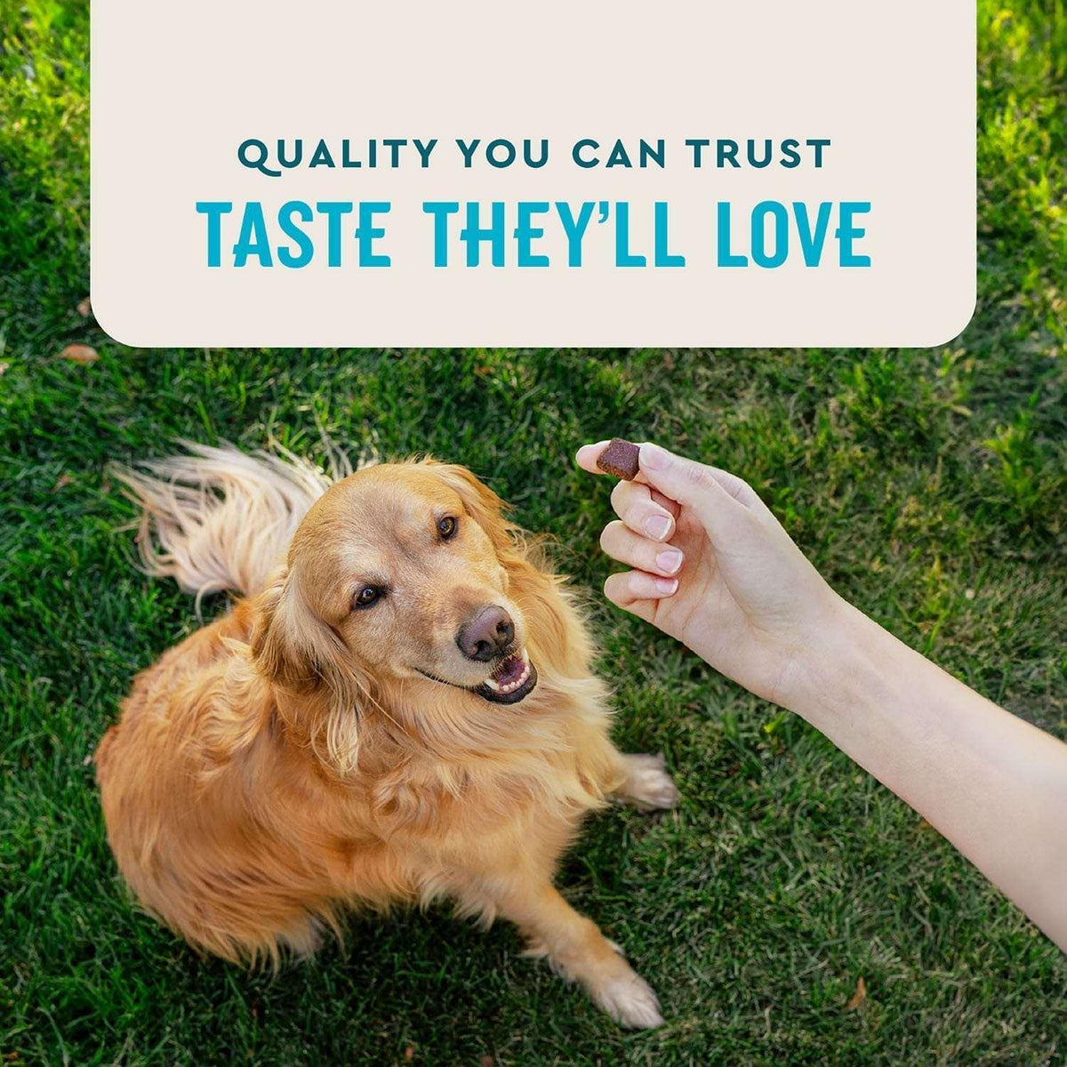 VETIQ Maximum Strength Hip & Joint Soft Dog Chews, Chicken Flavored, 180 ct.