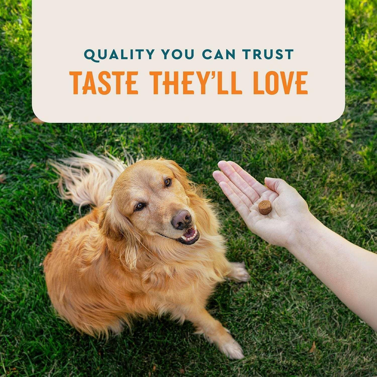 VETIQ Skin & Coat Soft Dog Chews, Hickory Smoke Flavored, 60 ct., 2 pk.