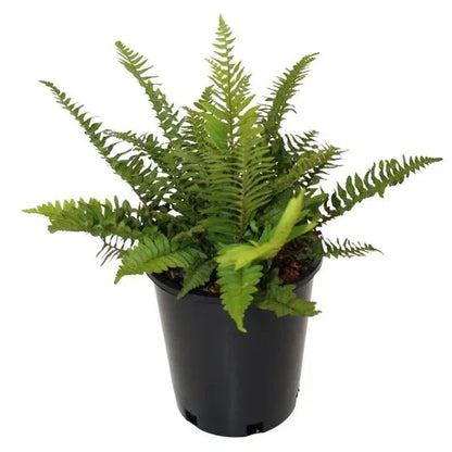 Western Sword Fern, 3-pack