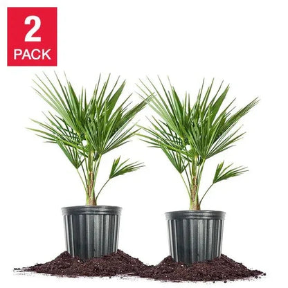Windmill Palm Tree, 2-pack