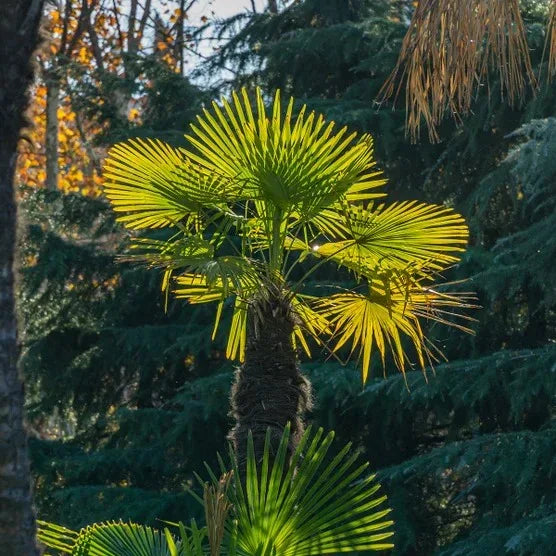 Windmill Palm Tree, 2-pack