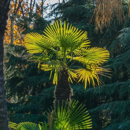 Windmill Palm Tree, 2-pack
