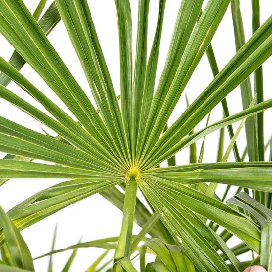 Windmill Palm Tree, 2-pack