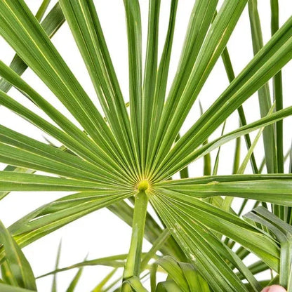 Windmill Palm Tree, 2-pack