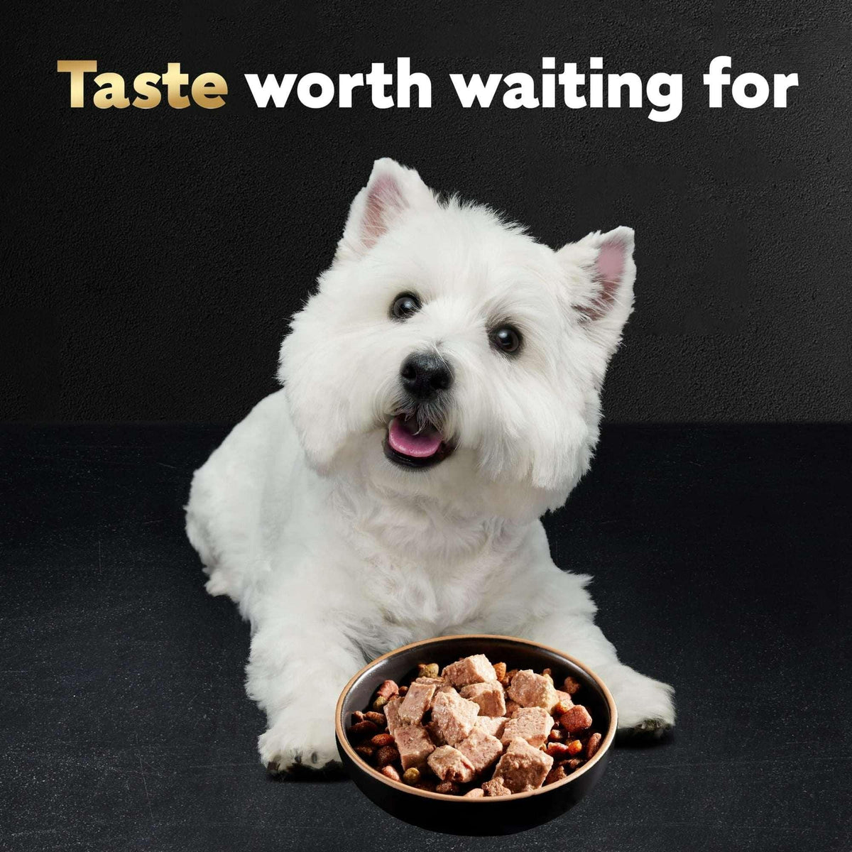 CESAR Soft Wet Dog Food Classic Loaf in Sauce Filet Mignon Flavor, 3.5 oz. Easy Peel tray