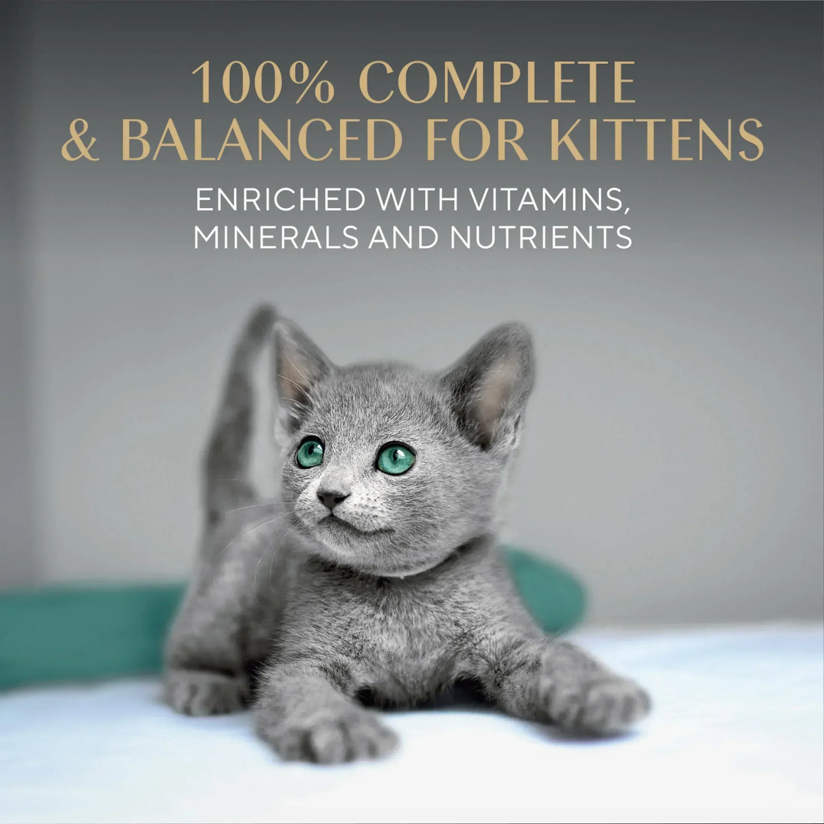 Sheba Perfect Portions Kitten Variety Flavors Pate Wet Cat Food, 2.6 oz Twin-Pack Trays (12 Pack)