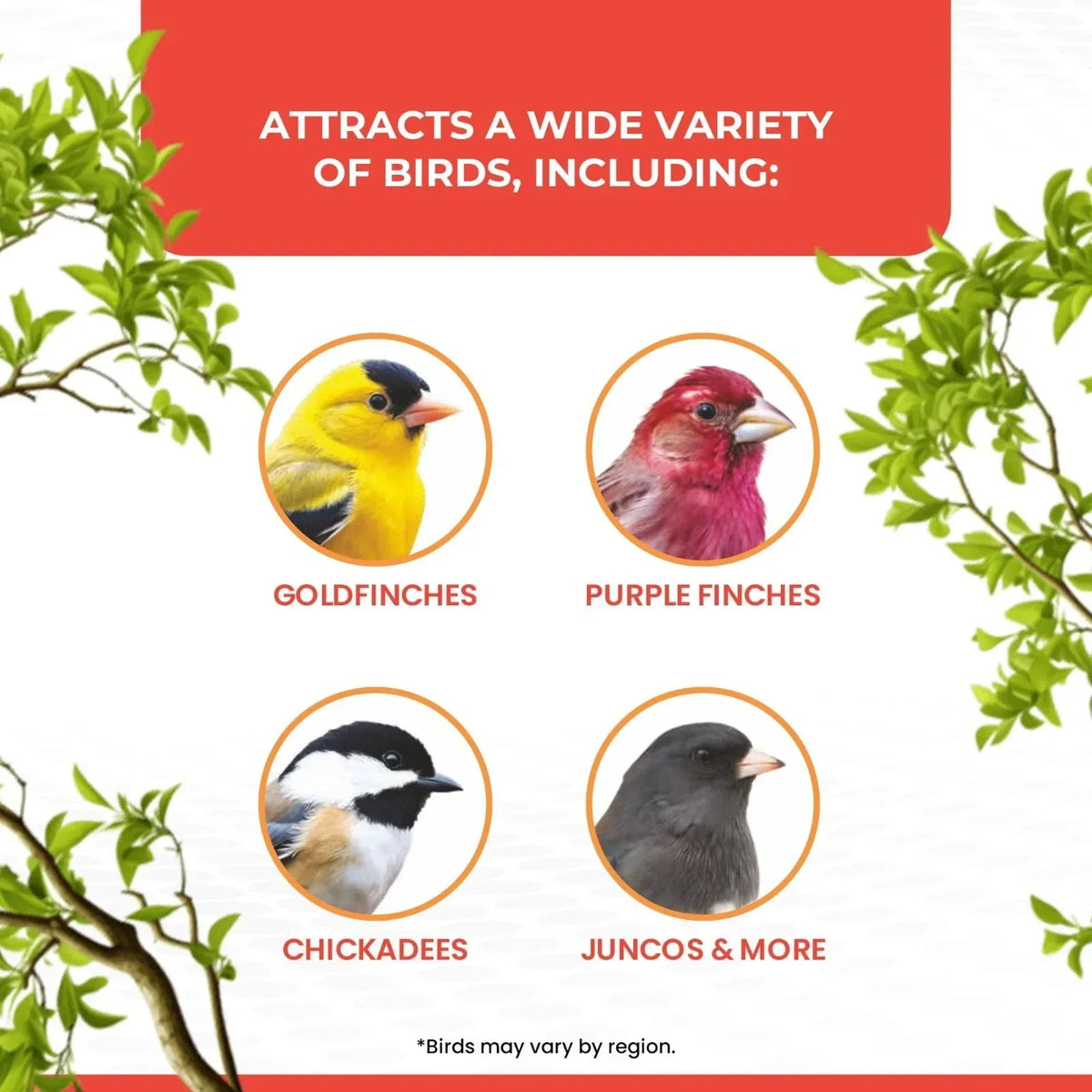 Vibrant Life Nyjer Thistle Seed Wild Bird Food for Finches, 10 lb Bag